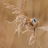 Sykorice vousata - Panurus biarmicus - Bearded Reedling o9218